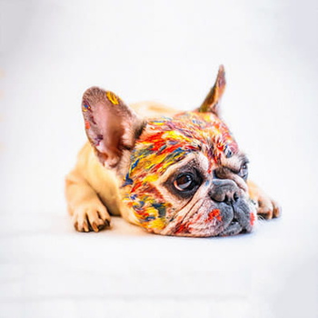 Panel pies Buldog wd7