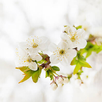 Panel kwiaty jabłoni wr77