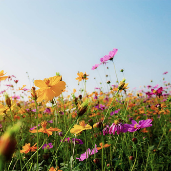 Panel W148 polne kwiaty