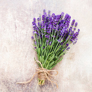 Panel kwiaty lawendy wr101