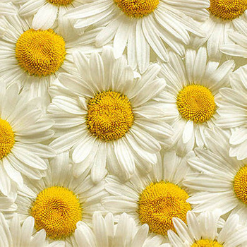 Panel kwiaty margaretki W141