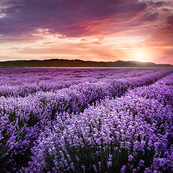 Panel kwiaty pola lawendy wr95