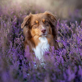 Panel pies Owczarek australijski wśród kwiatów lawendy wd133