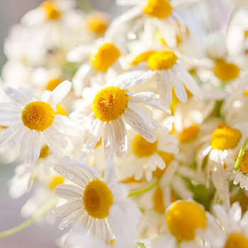 Panel kwiaty rumianku wr67