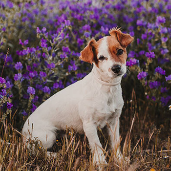 Panel pies Jack Russell terrier na lawendowym polu wd128