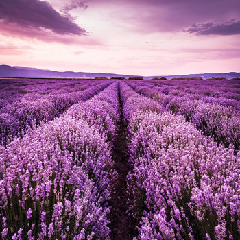 Panel W146 pole lawendy kwiaty