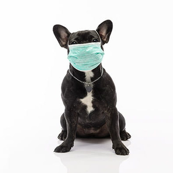 Panel pies Buldog wd6