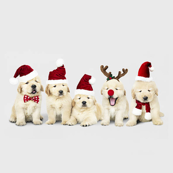 Panel psiaki święta