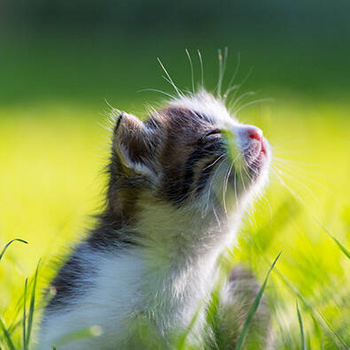 Panel kociak na łące wk214