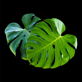 Panel liście monstery W986