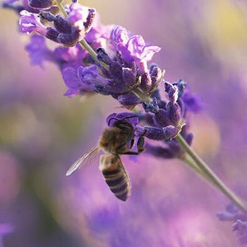 Panel pszczoła i kwiaty lawendy wr106