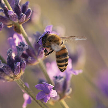 Panel pszczoła i kwiaty lawendy wr96