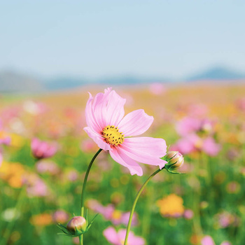 Panel W149 polne kwiaty