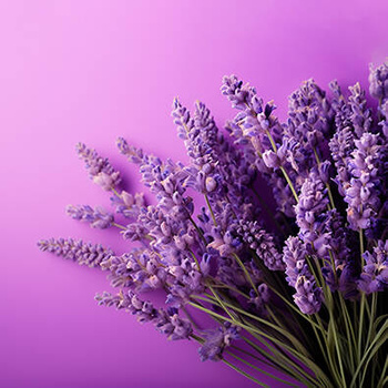 Panel kwiaty lawendy wr94