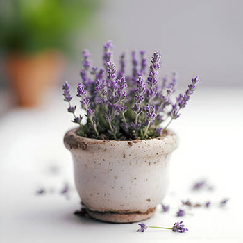 Panel kwiaty lawendy wr108