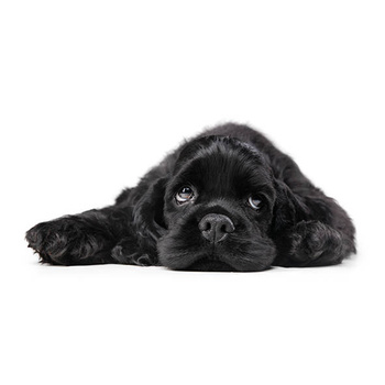 Panel pies Cocker spaniel wd78