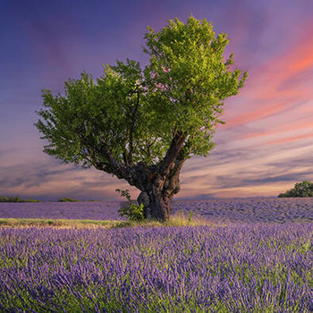 Panel kwiaty pola lawendy wr79