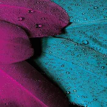 Panel pióra papugi wb5