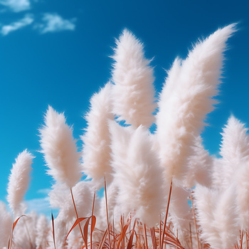 Panel kolorowa trawa pompasowa wr293