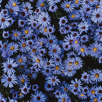 Panel kwiaty astry niebieskie wr99