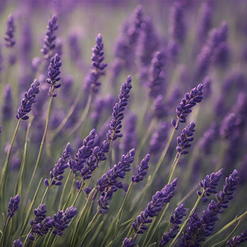 Panel kwiaty lawendy wr98