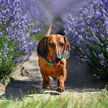 Panel pies jamnik wśród kwiatów lawendy wd131