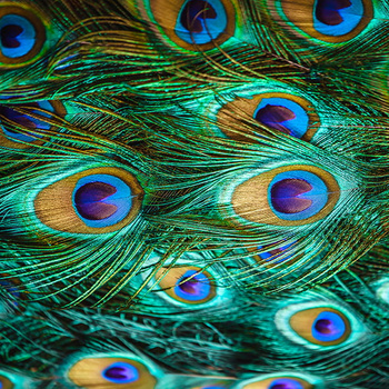 Panel pawie pióra wb28