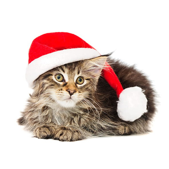 Panel kot święta wx206