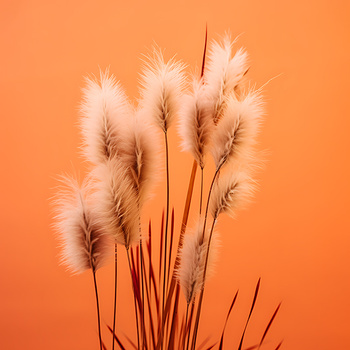 Panel kolorowa trawa pompasowa wr285