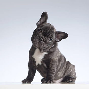 Panel pies Buldog wd2