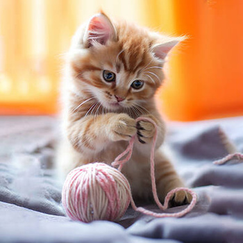 Panel słodki kociak wk165