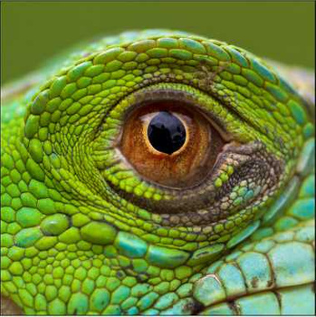 Panel gad oko legwana zielonego W22