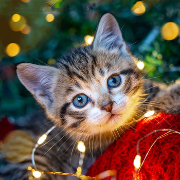 Panel kot święta wx210