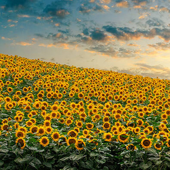 Panel kwiaty pole słoneczników wr76