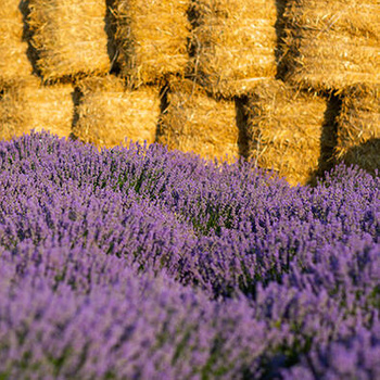 Panel kwiaty pola lawendy i słoma wr105