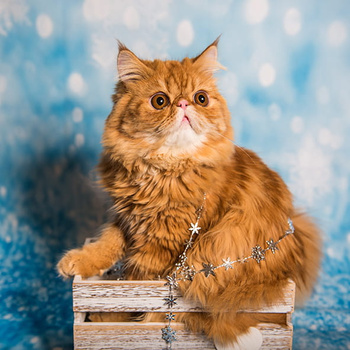 Panel kot święta wx212