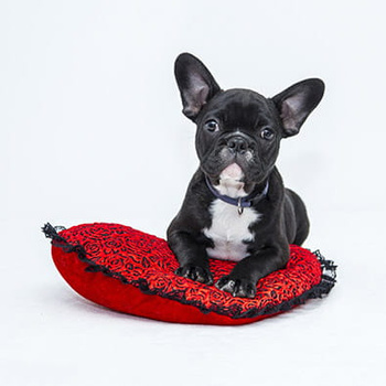 Panel pies Buldog wd3