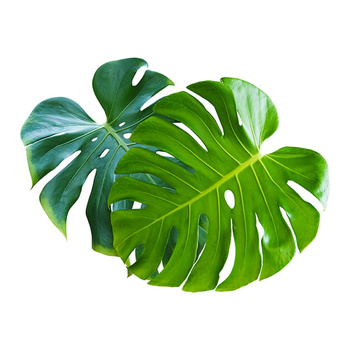 Panel liście monstery W985