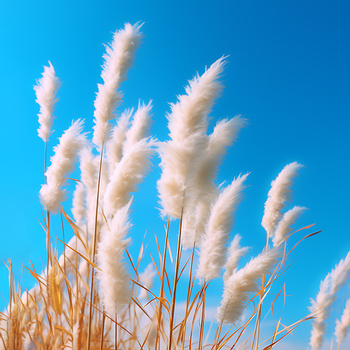 Panel kolorowa trawa pompasowa wr291