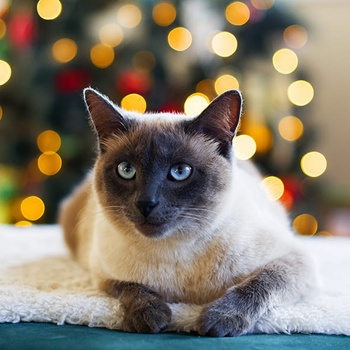 Panel kot święta wx207