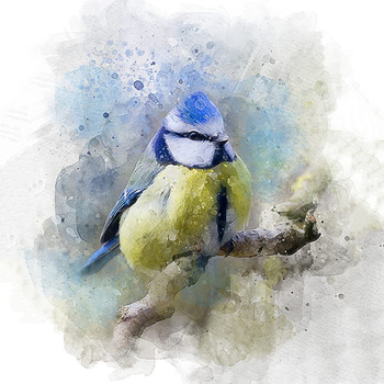 Panel ptak sikorka wb1