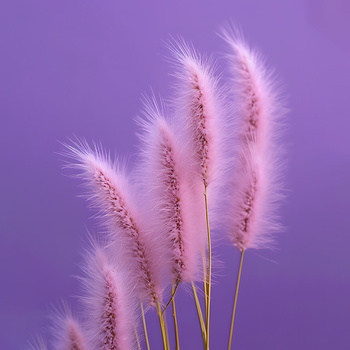 Panel kolorowa trawa pompasowa wr282