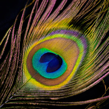 Panel pawie pióro wb29