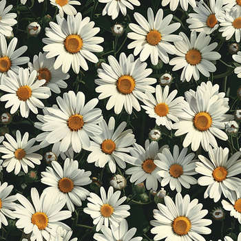 Panel kwiaty stokrotki wr315