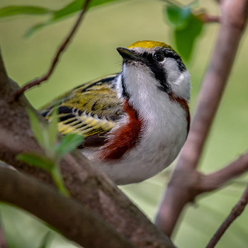 Panel ptak lasówka rdzawoboczna wb8