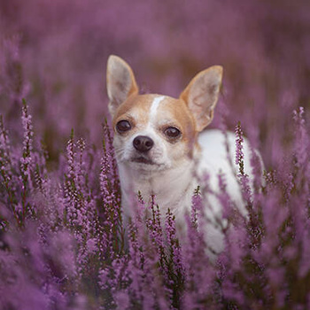 Panel pies Chihuahua wśród kwiatów wd118