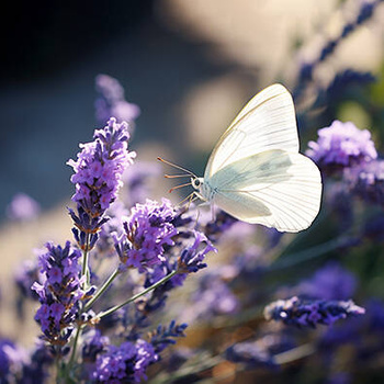 Panel kwiaty lawendy i motyl wr104