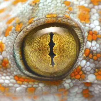 Panel gad oko gekona W28