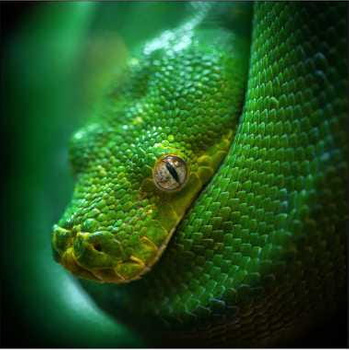 Panel wąż pyton zielony W20