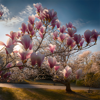 Panel kwitnąca magnolia wr271